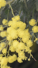 Acacia