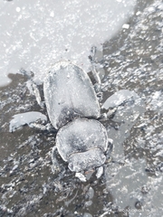 Lucanidae