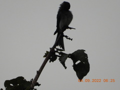 Dicrurus caerulescens