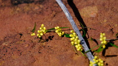 Dioscorea hastifolia