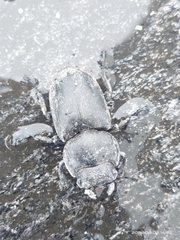 Lucanidae