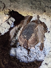 Aphonopelma eutylenum
