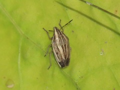 Aelia acuminata
