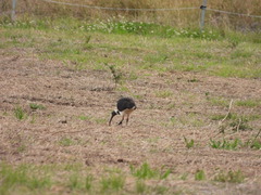 Threskiornis spinicollis