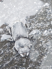 Lucanidae