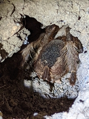 Aphonopelma eutylenum