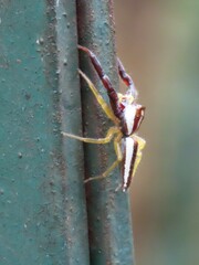Epocilla