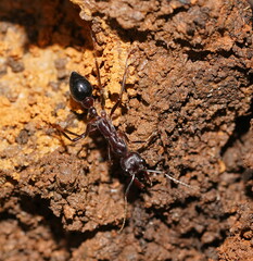 Myrmecia forficata