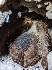 Aphonopelma eutylenum