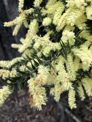 Acacia oxycedrus