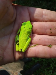 Agalychnis callidryas