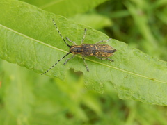 Agapanthia villosoviridescens