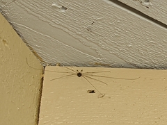 Dicranopalpus ramosus