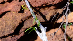 Dioscorea hastifolia
