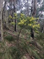 Acacia mucronata