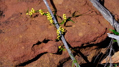 Dioscorea hastifolia