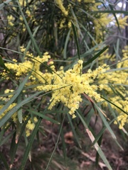 Acacia mucronata