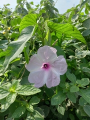 Ipomoea carnea