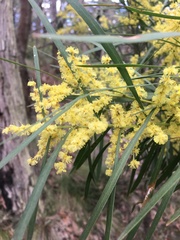 Acacia mucronata