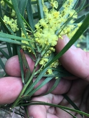 Acacia mucronata