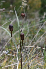 Lilium pumilum