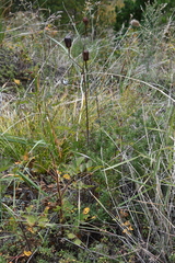 Lilium pumilum