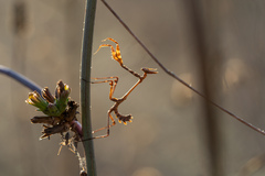 Empusa fasciata