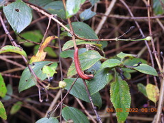 Trigoniulus corallinus