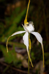 Caladenia longicauda