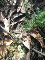 Acrotriche serrulata