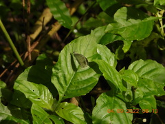 Leptosia nina