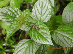 Orvasca subnotata