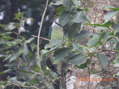 Psittacula columboides