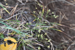 Bupleurum scorzonerifolium