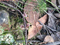 Acrotriche serrulata