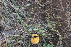 Bupleurum scorzonerifolium