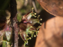 Acrotriche serrulata