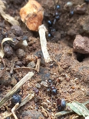 Trichomyrmex glaber