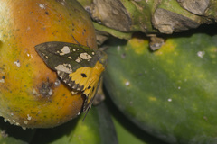 Eudocima hypermnestra