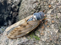 Graptopsaltria nigrofuscata