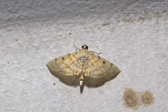 Notarcha tigrina