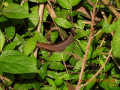 Eutropis macularia