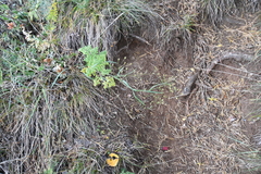 Bupleurum scorzonerifolium
