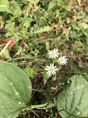 Stellaria