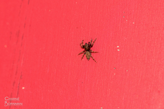 Hasarius adansoni