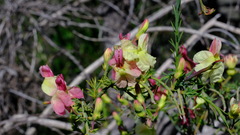 Lechenaultia linarioides