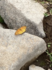 Argynnis hyperbius