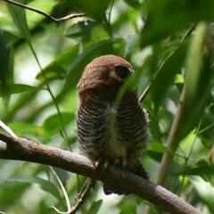Glaucidium radiatum
