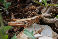 Euchorthippus declivus