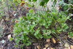 Anemonoides sylvestris